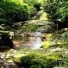 Living Springs
