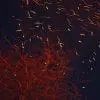 Embers In The Wind