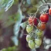 Full Self Sufficiency