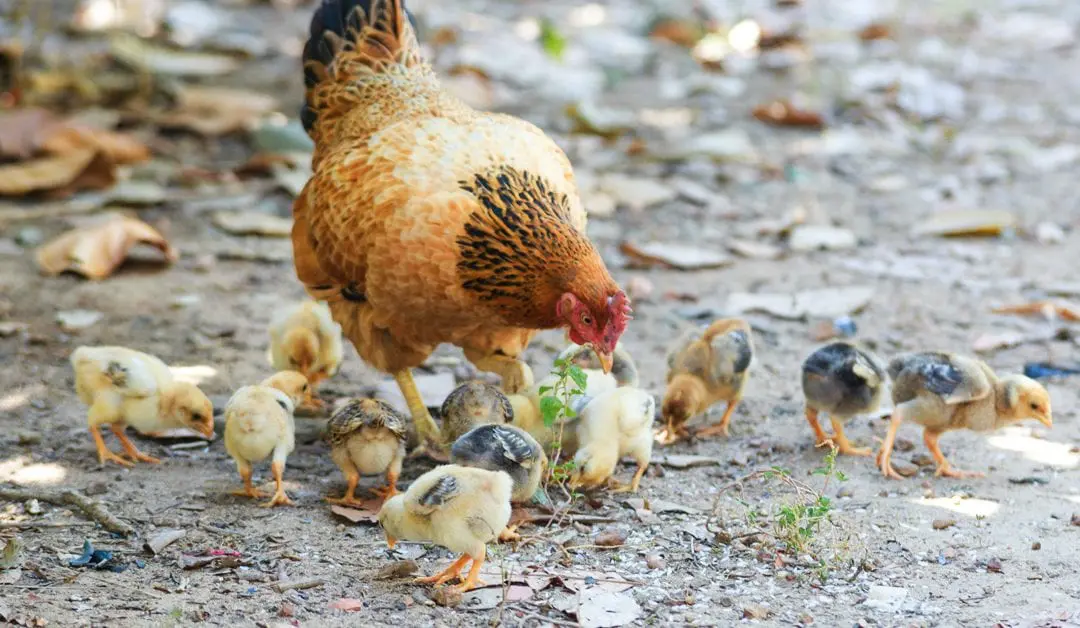 Sustainable Living Teams – Our Purpose