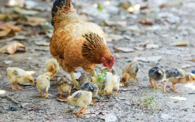 Sustainable Living Teams – Our Purpose