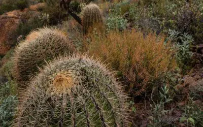 Foraging in the Sonoran Desert 101