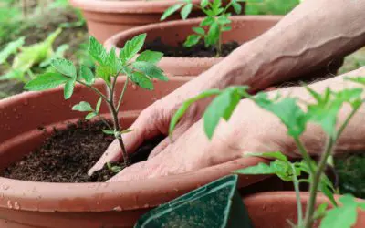 Container Gardening