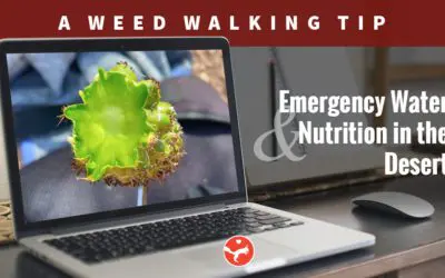 The Foraging Series – Weed Walking Tip #1
