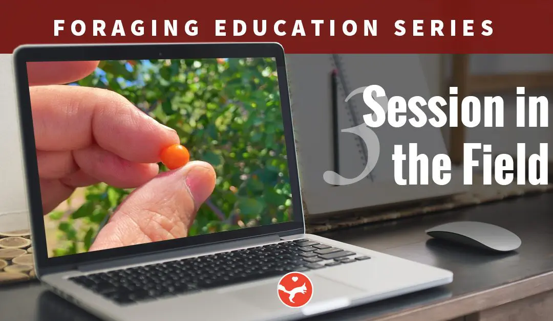 Foraging – Field Session 3 Only