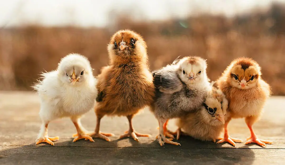 Bringing Home Chickens