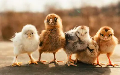 Bringing Home Chickens