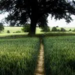 A Path to Wisdom