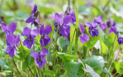 Mick’s Spring Foraging Diary