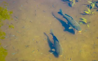 10 Fishing Methods for Survival Scenarios