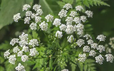 Dealing With Toxic Plants