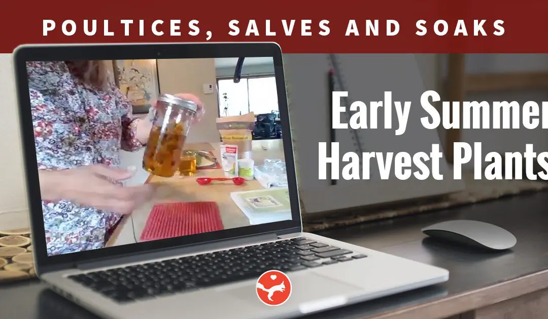 Poultices, Salves & Soaks from Early Summer Harvest Plants (Video Class)