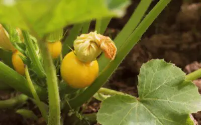Squash: How to Ensure Pure Seed