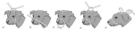 animals2