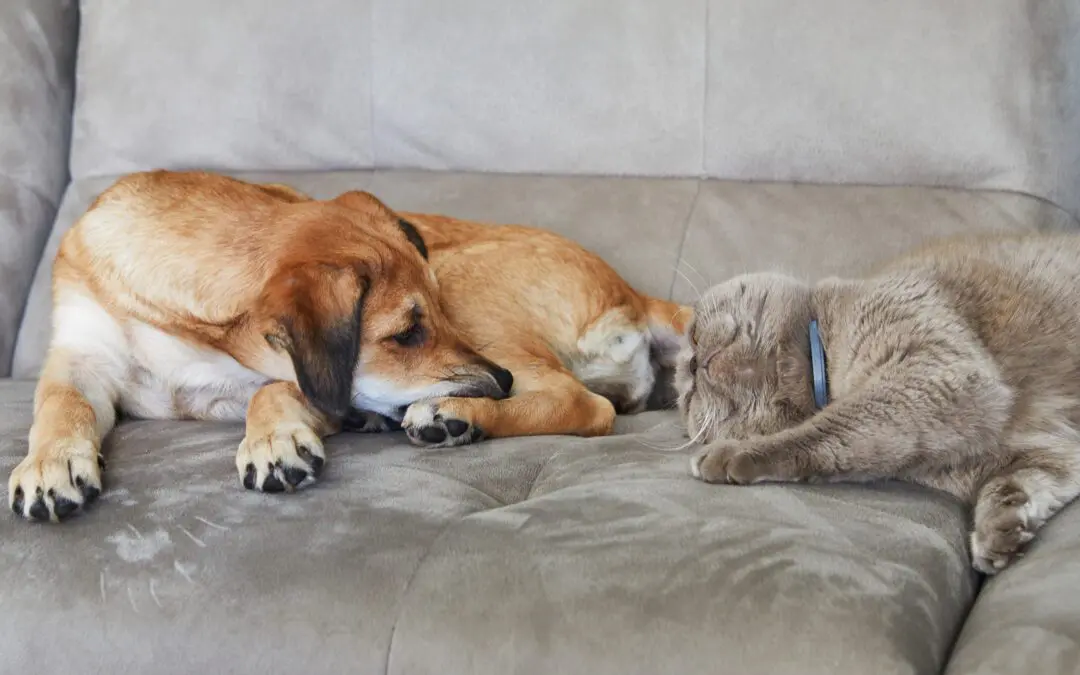 House Pet Survival Care