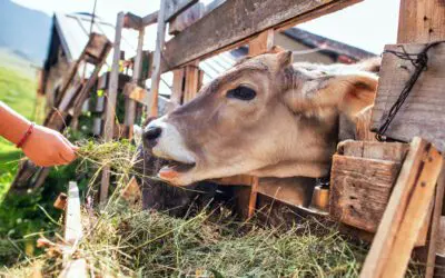 Essential Alternative Animal Feeds