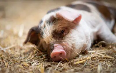 Emergency Farm & Household Animal Care