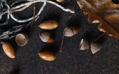 Foraging Acorns