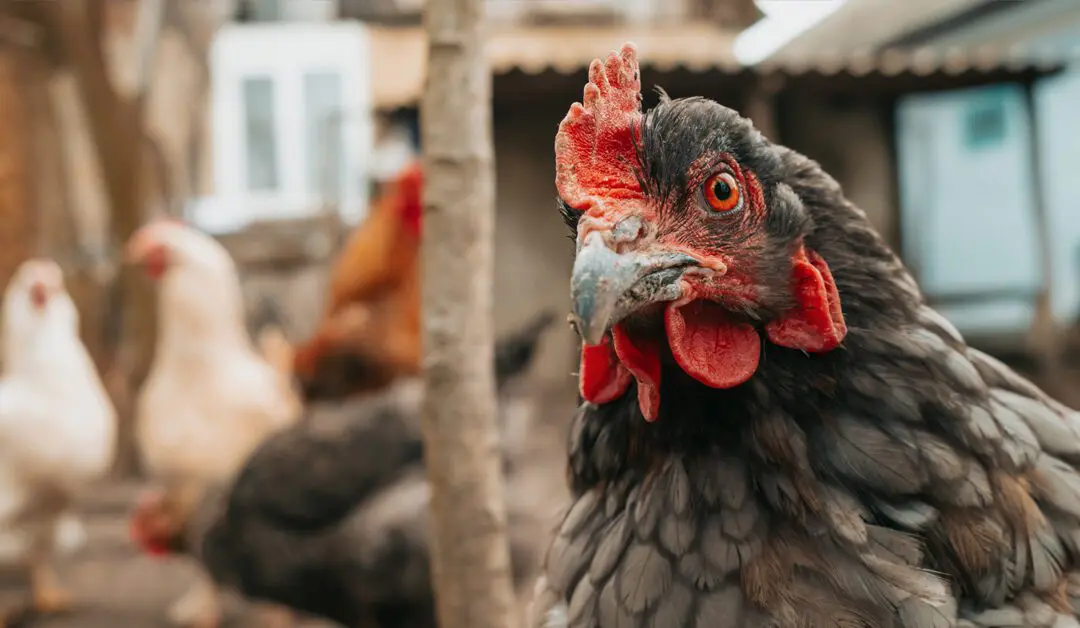 Feeding Cooked Eggs to Chickens