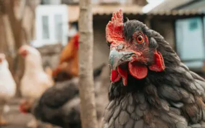 Feeding Cooked Eggs to Chickens
