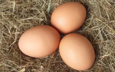 Preserving Eggs by Waterglassing