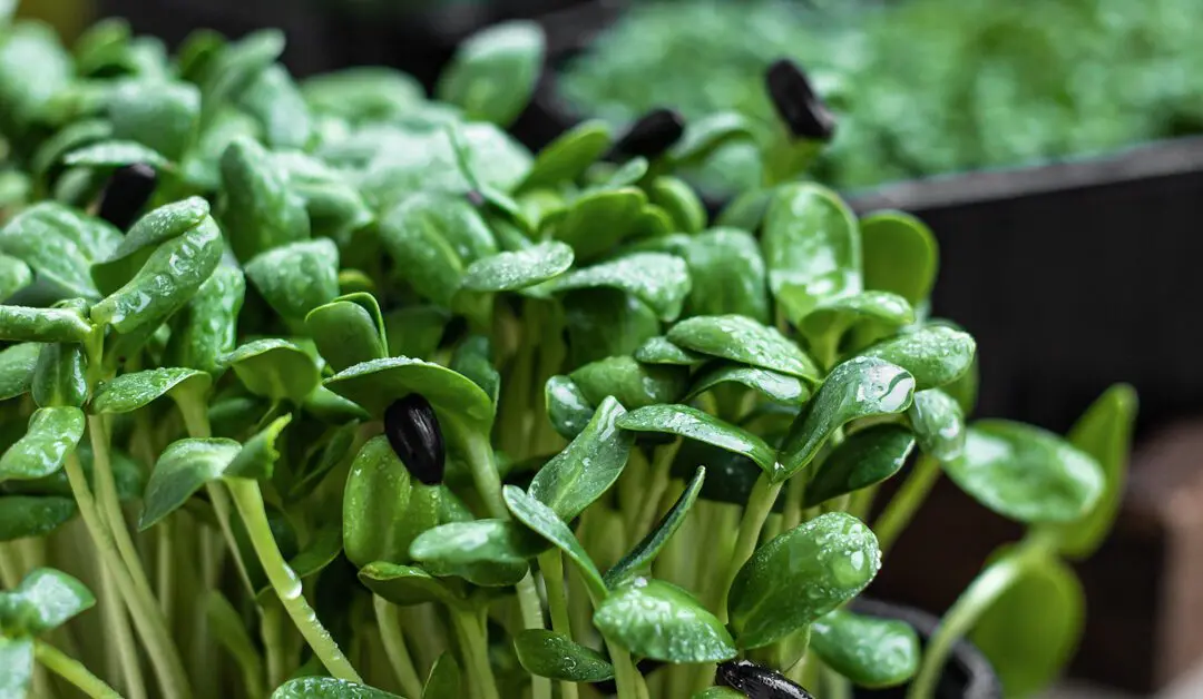 Sprouting 101