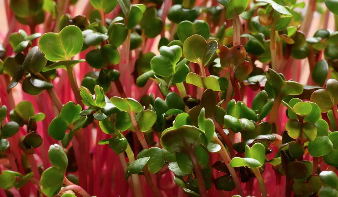 Sprouting 102 – Detailed Methods