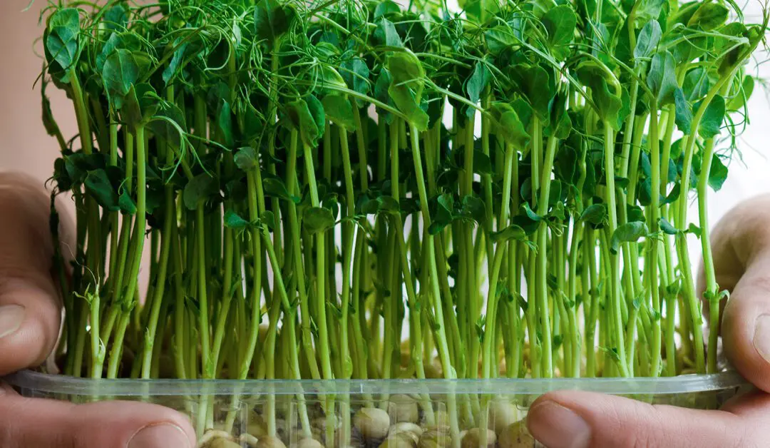 Sprouting 103 – Seed Recommendations