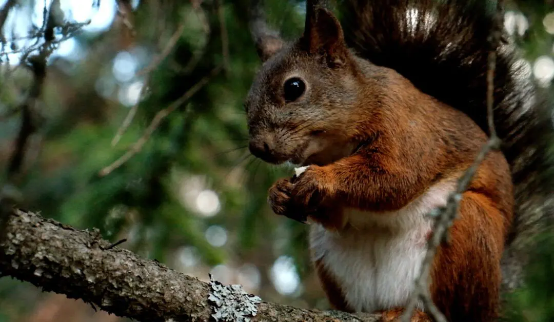 The Red Squirrel