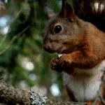 The Red Squirrel