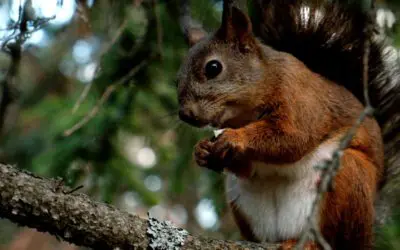 The Red Squirrel