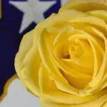 As Texas Goes...