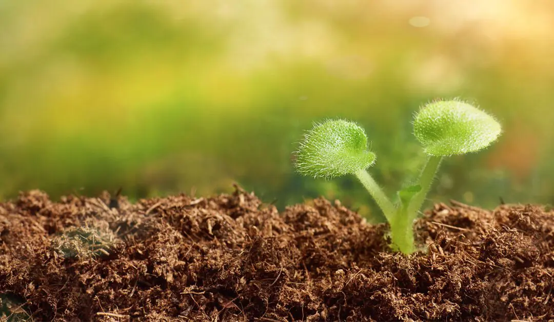 Seeds, Seedlings & Gardening (Video Class)