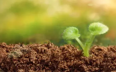 Seeds, Seedlings & Gardening (Video Class)