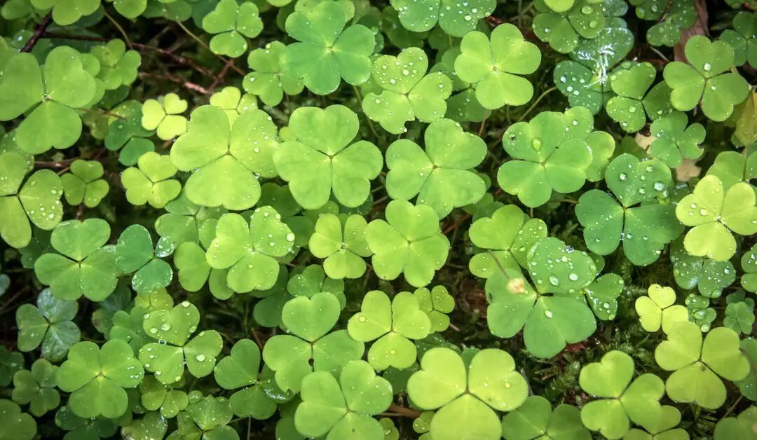 Lorica of Saint Patrick