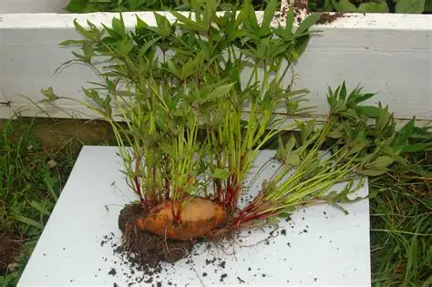 spud1