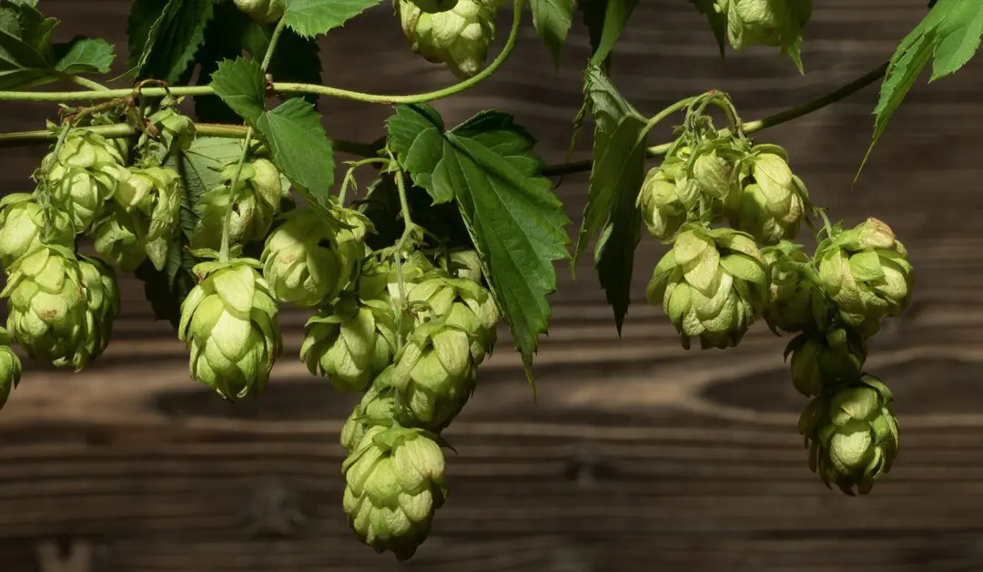 Growing Hops