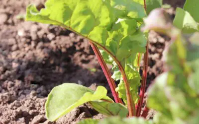 Low Water Planter Demo