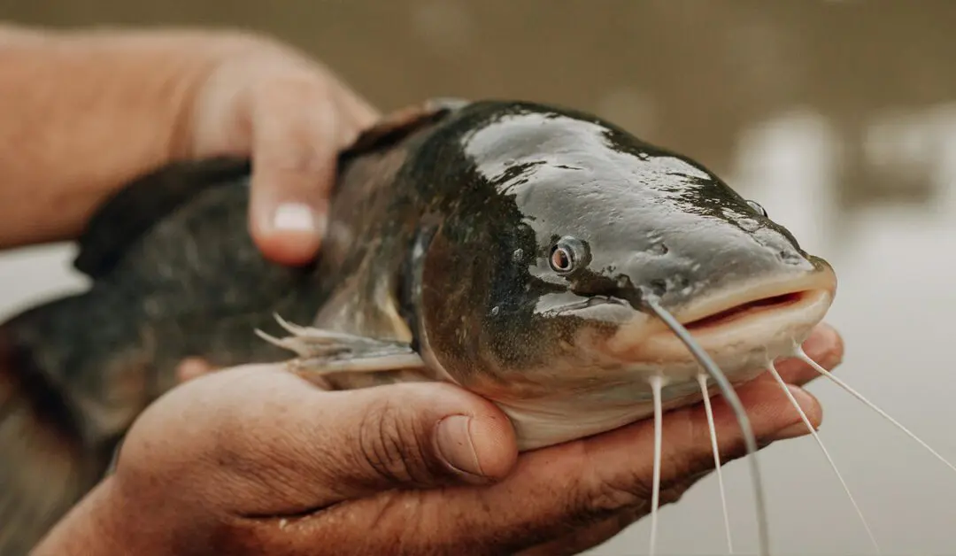 Beginners Guide to Bow Fishing
