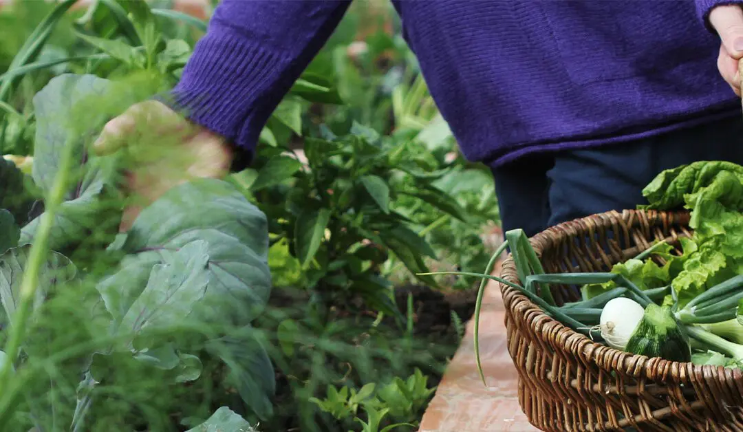 Easy, Inexpensive Raised Beds for the Garden