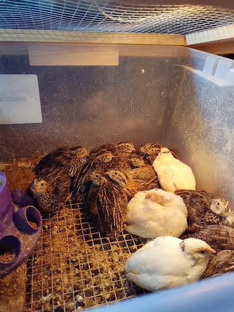 quail1