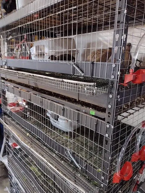 quail2