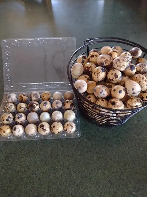 quail4