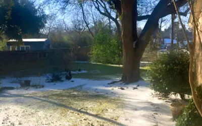 Thoughts From the Texas Tundra