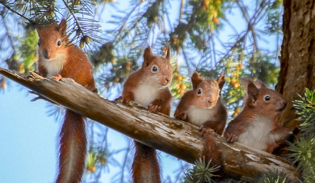 Consider the Squirrels