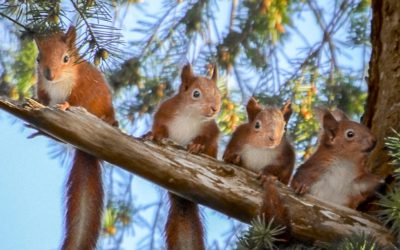 Consider the Squirrels