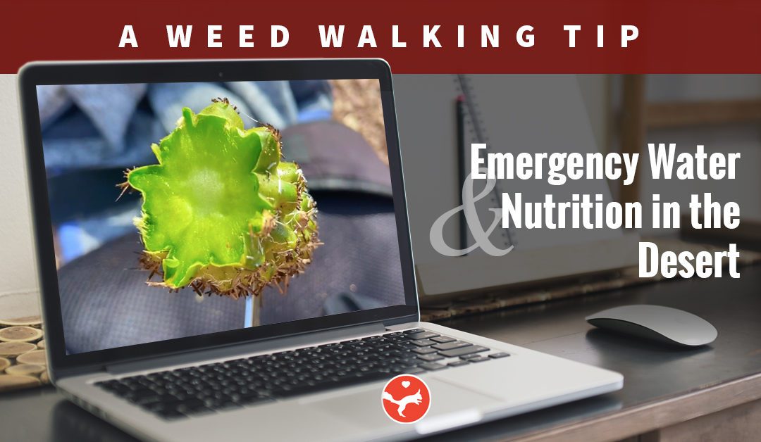 The Foraging Series – Weed Walking Tip #1