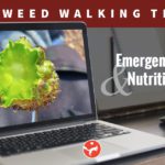 The Foraging Series - Weed Walking Tip #1