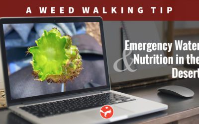 The Foraging Series – Weed Walking Tip #1