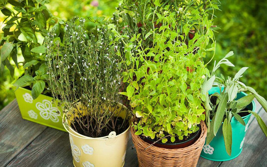 Herbs for Medicinal Purposes